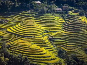 Alternative view of TOUR 3: HOÀNG SU PHÌ – MÙA VÀNG RUỘNG BẬC THANG
