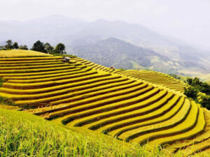 TOUR 3: HOÀNG SU PHÌ – MÙA VÀNG RUỘNG BẬC THANG