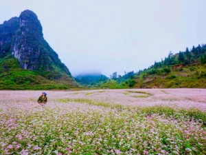 TOUR 2: HÀ GIANG MÙA HOA TAM GIÁC MẠCH – SẮC HỒNG GIỮA ĐÁ XÁM