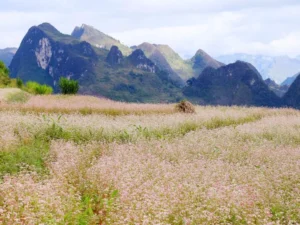 Alternative view of TOUR 2: HÀ GIANG MÙA HOA TAM GIÁC MẠCH – SẮC HỒNG GIỮA ĐÁ XÁM